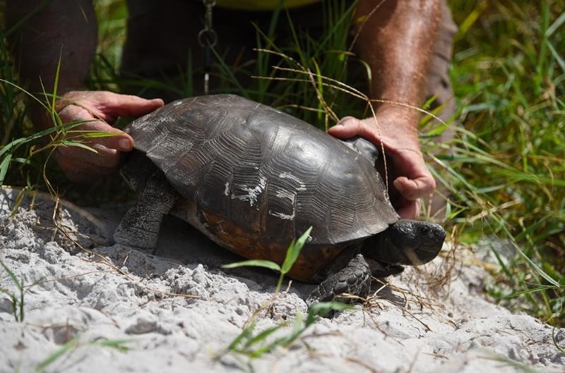 Celebrate Gopher Tortoises At Circle B - LakeWalesNews.net